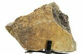 Dinosaur (Triceratops) Frill Shield Section w/ Stand - South Dakota #363582-1